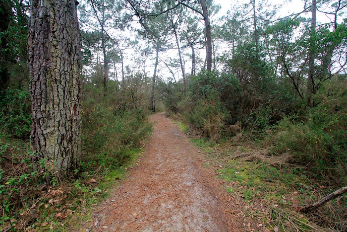 Dbut de la randonne  la dune du Pyla