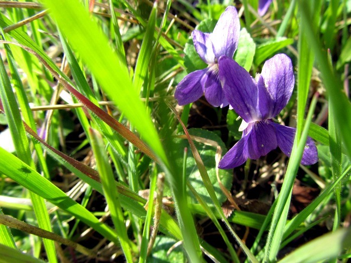 Violettes printanires en Aubrac