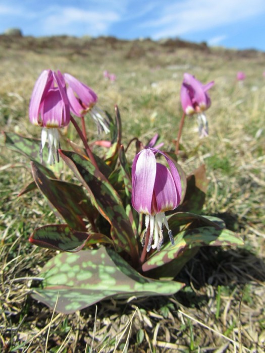 Fleurs d'Aubrac en Lozre Col de Bonnecombe et Lac de Born