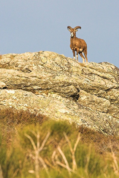 Mouflon dans le Caroux