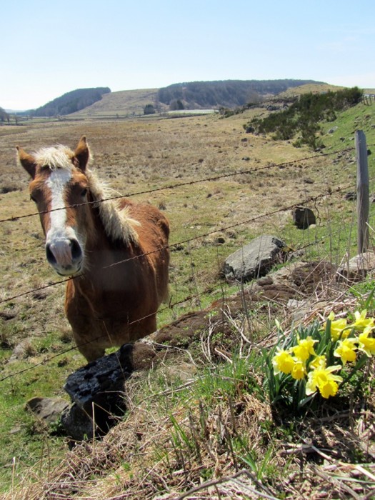 Jonquilles sur l'Aubrac, prs du Lac de Born, en Lozre