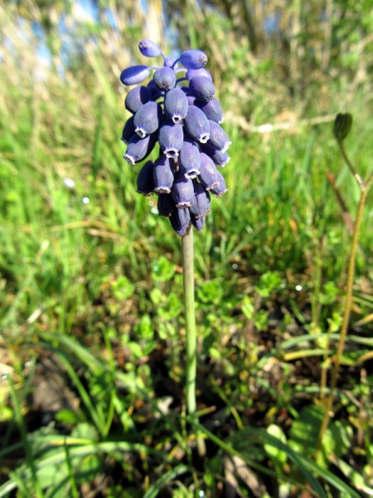 Muscari: fleur lors de la randonne  Estaing