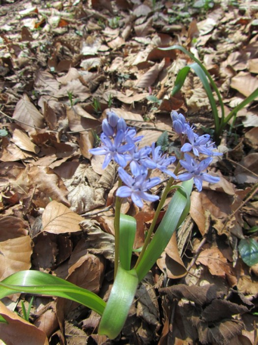 Fleur des sous bois, commune de Druelle, en Aveyron