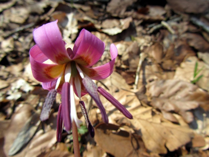 Fleur des sous bois, randonne  Ampiac