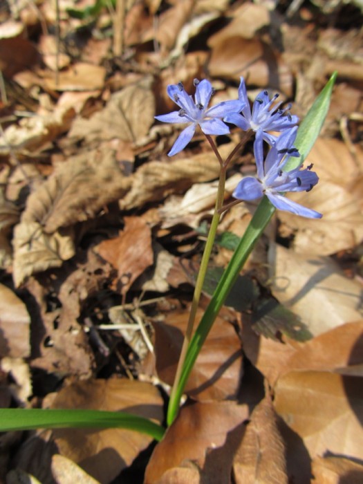 Fleur des sous bois, randonne  Ampiac