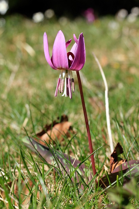 Dent-de-chien (Erythronium dens-canis)