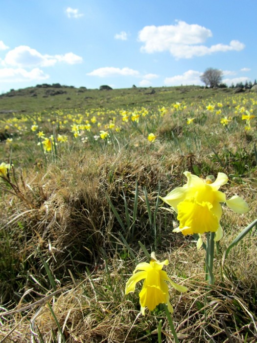 Jonquilles sur l'Aubrac, prs du Lac de Born, en Lozre