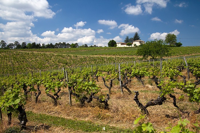 Randonne dans les vignes autour de Sainte Croix du Mont