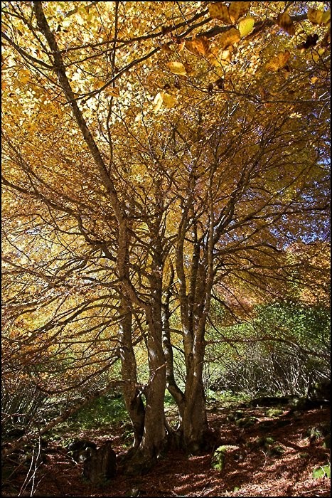 Couleurs d'automne
