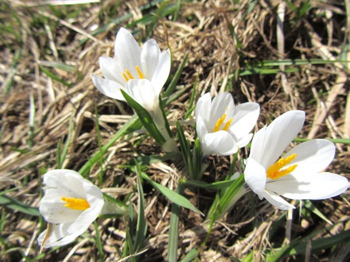 Rando Aubrac: crocus, prs du Col de Bonnecombe, en Lozre