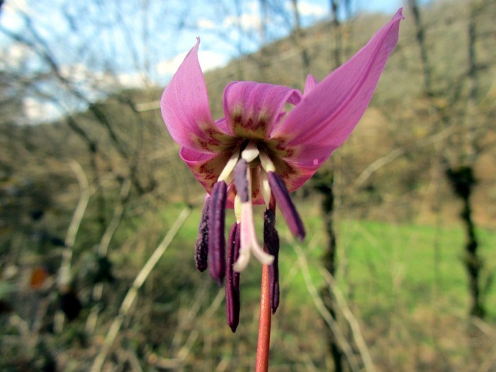 Dent de chien, fleur prs de Rodez 