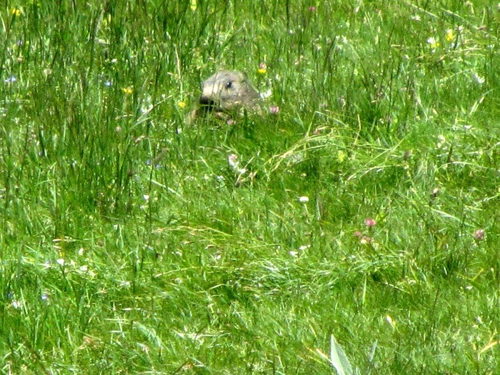 Marmotte au lac du Lauvitel ALPES