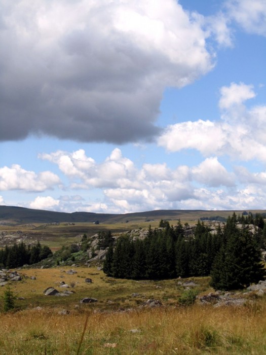 Aubrac ct Lozre