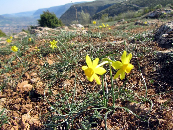 Jonquilles vu depuis l'aire de vision de Brunas - Millau
