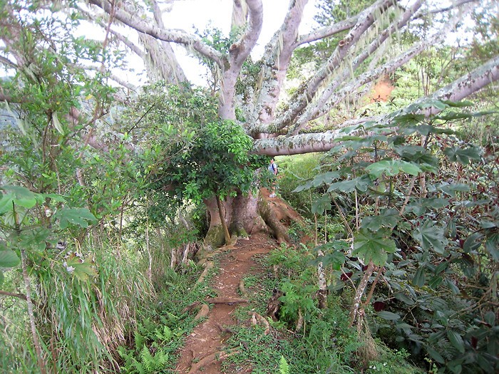 Randonne au Mont Aorai  Tahiti