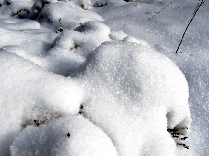 Neige dans la fort d'Aubrac