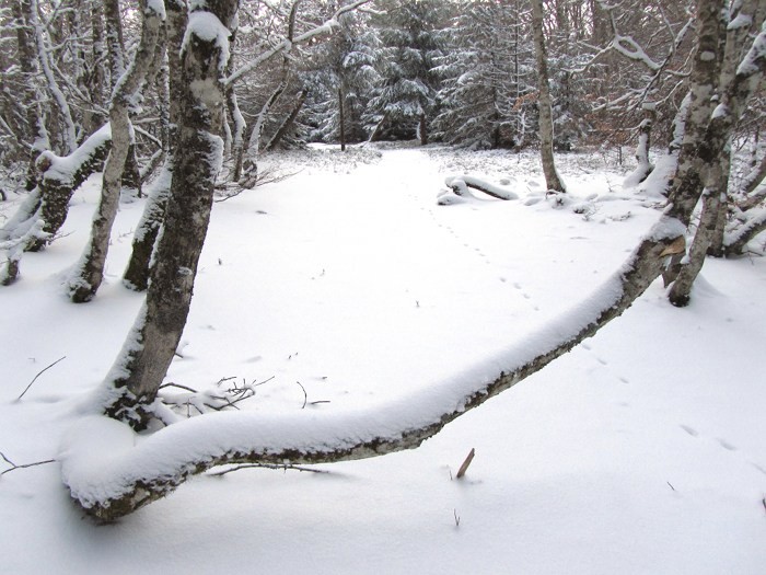 Neige de janvier sur la fort de Laguiole en Aubrac