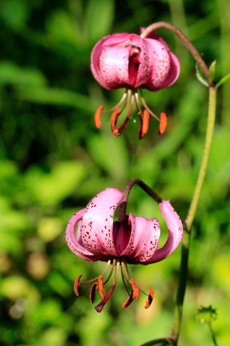 Fleur de montagne : Lis Martagon dans les Alpes