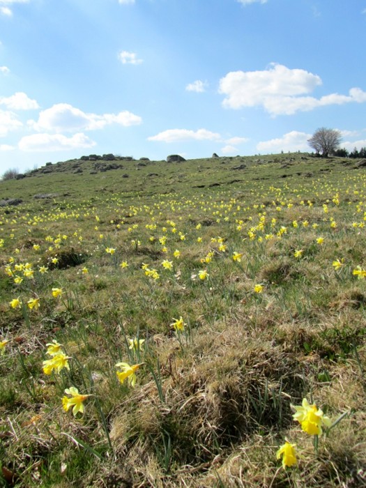 Champs de jonquilles sur l'Aubrac
