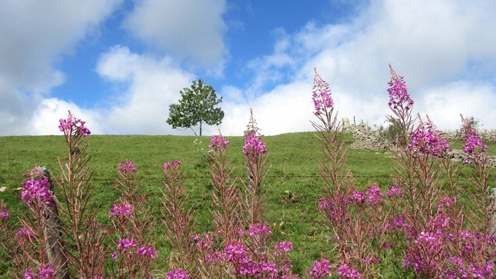 Aubrac en Lozre, prs de Nasbinals