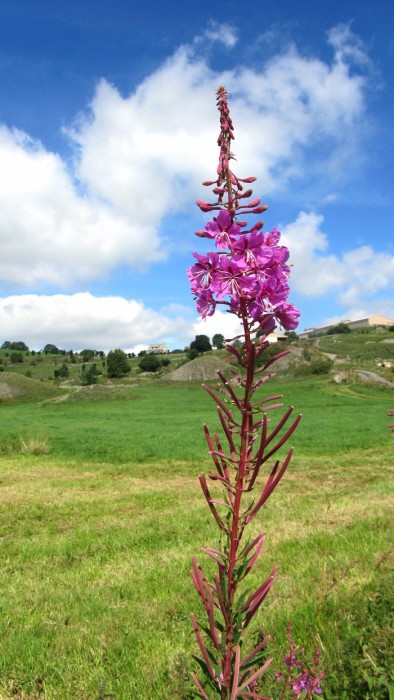 Fleur d'Aubrac, prs de la Cascade du Droc