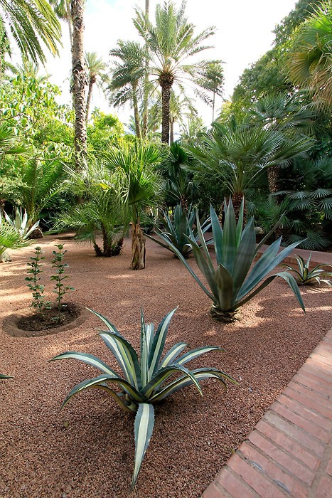 Jardin Majorelle  Marrakech