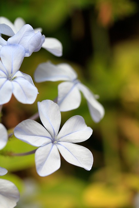 Une des nombreuses fleurs du Jardin Majorelle