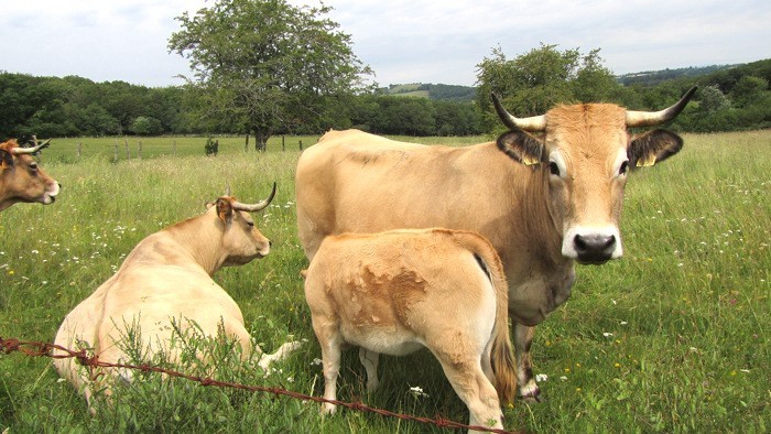 Vaches d'Aubrac, prs de Laguiole