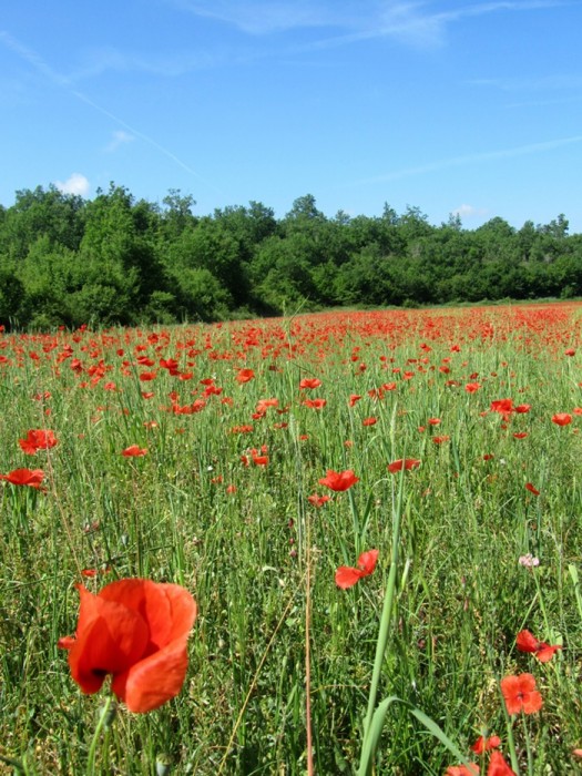 Champs de coquelicots prs de Villefranche du Prigord