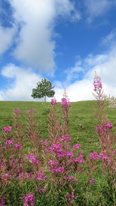 Paysage d'Aubrac