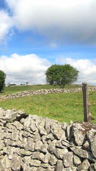 Passage sur une draille d'Aubrac