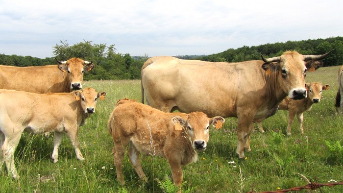 Vaches de race Aubrac
