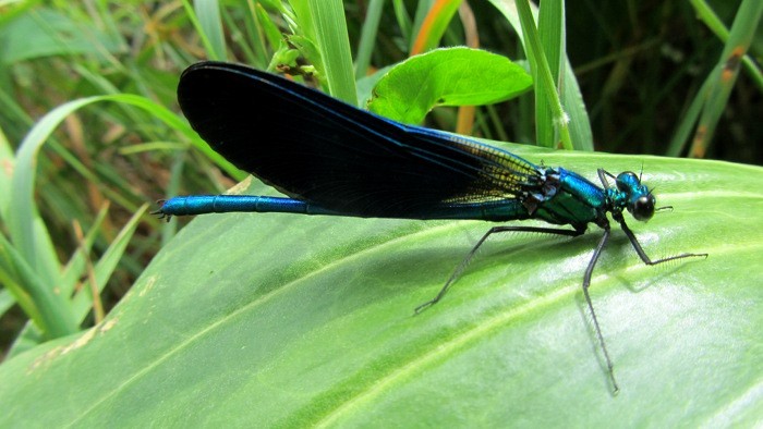 Libellule bleue lors de la randonne sur Aubrac