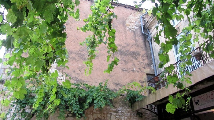 Vigne  Monpazier