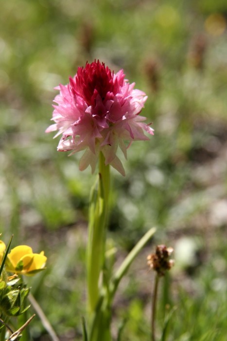 Fleur des Alpes