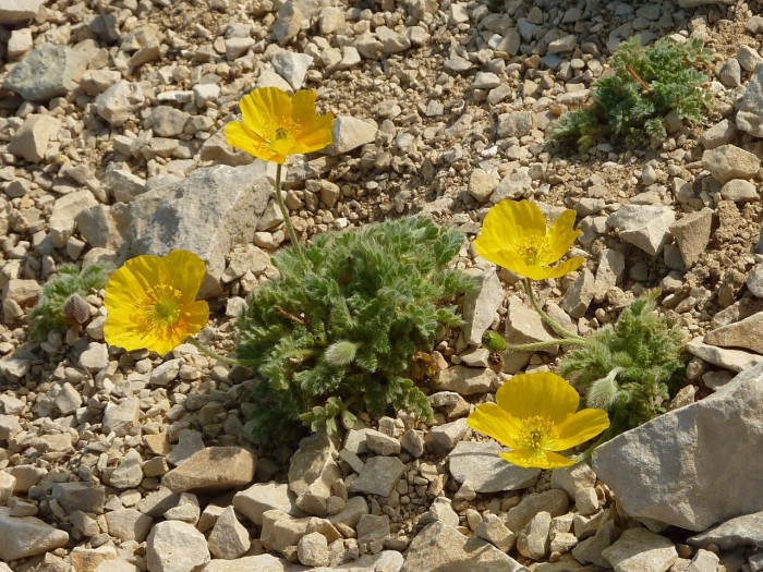 Pavot des Alpes Rthiques