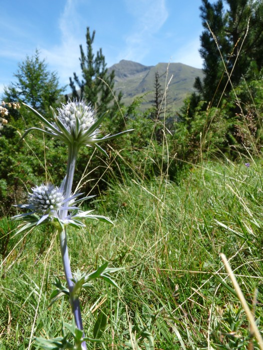 chardon bleue des pyrnes