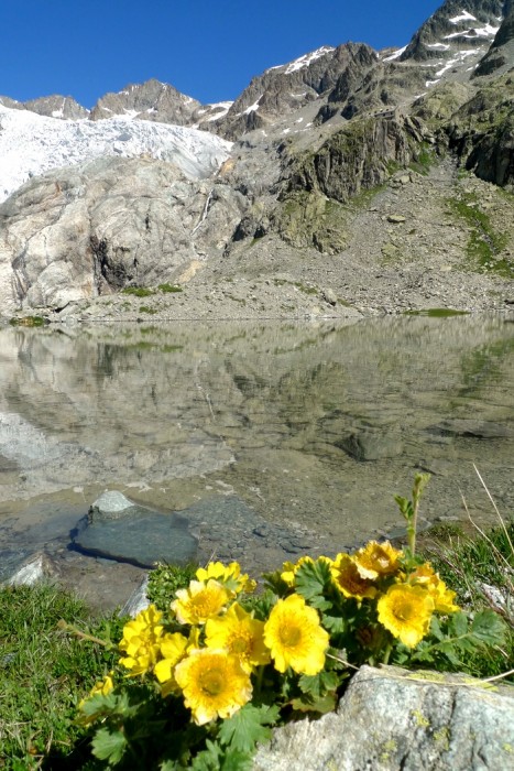 Glacier Blanc et lac Tucket dans les Alpes