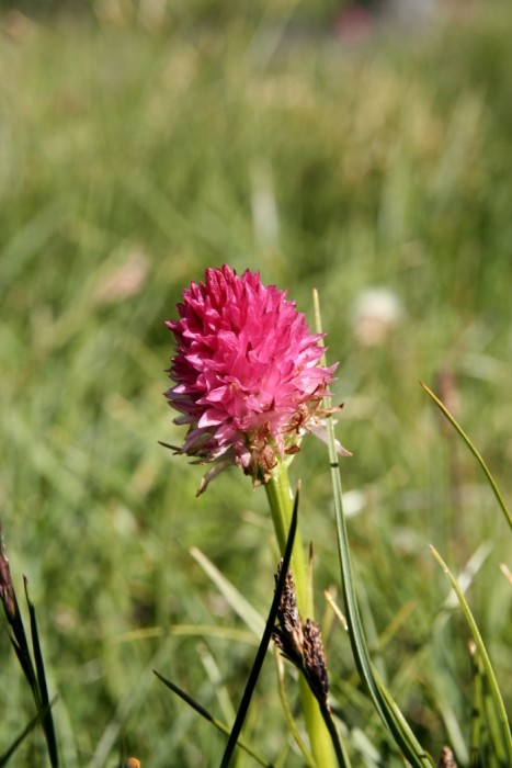 Nigritelle rose des Alpes