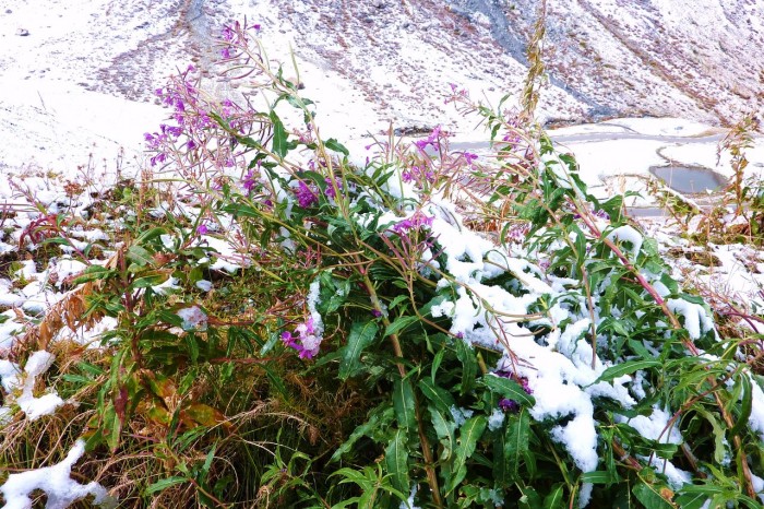 Premire neige