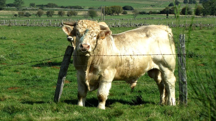 Taureau de race Aubrac