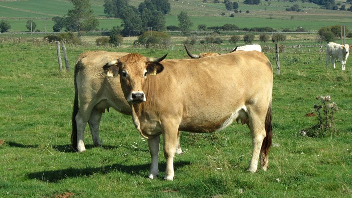 Troupeau de vache d'Aubrac Troupeau de vache d'Aubrac