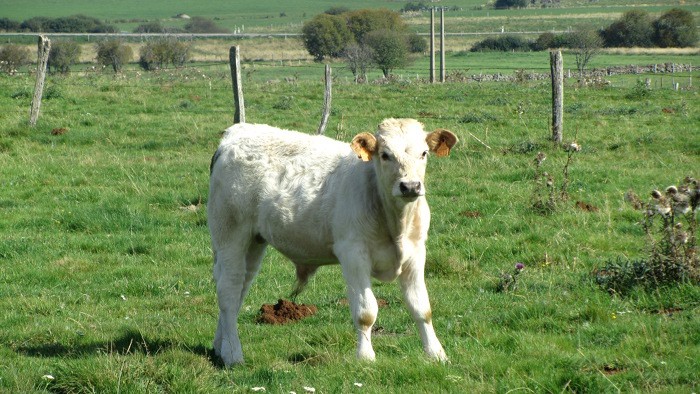 Veau de race Aubrac