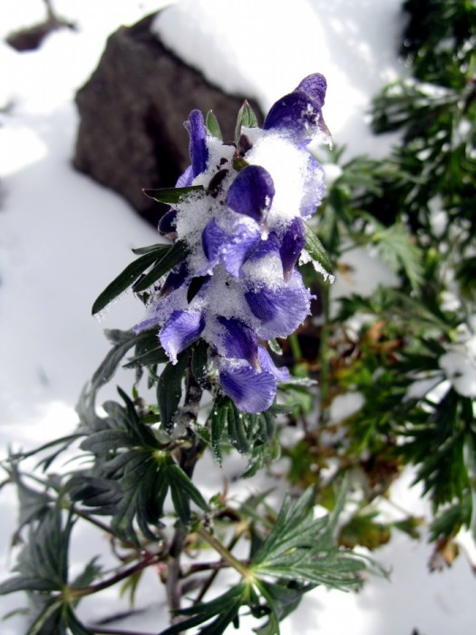 Aconit Nappel fleur dans les Pyrnes