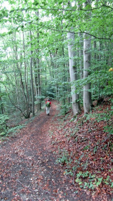 Dans les sous bois prs de Bellegarde dans l'Ain