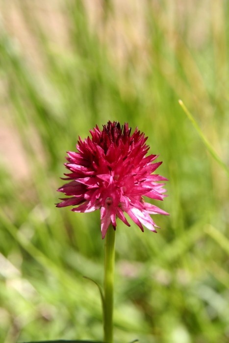 Nigritelle rose dans les Alpes 