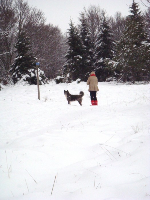 Neige sur l'Aubrac prs de Laguiole