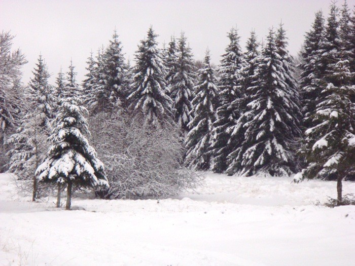 Sapin Aveyronnais sur l'Aubrac
