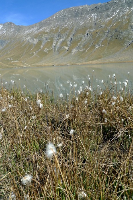 Lac du Golon et champs de linaigrettes