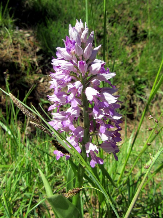 Fleur prs de Souyri en Aveyron